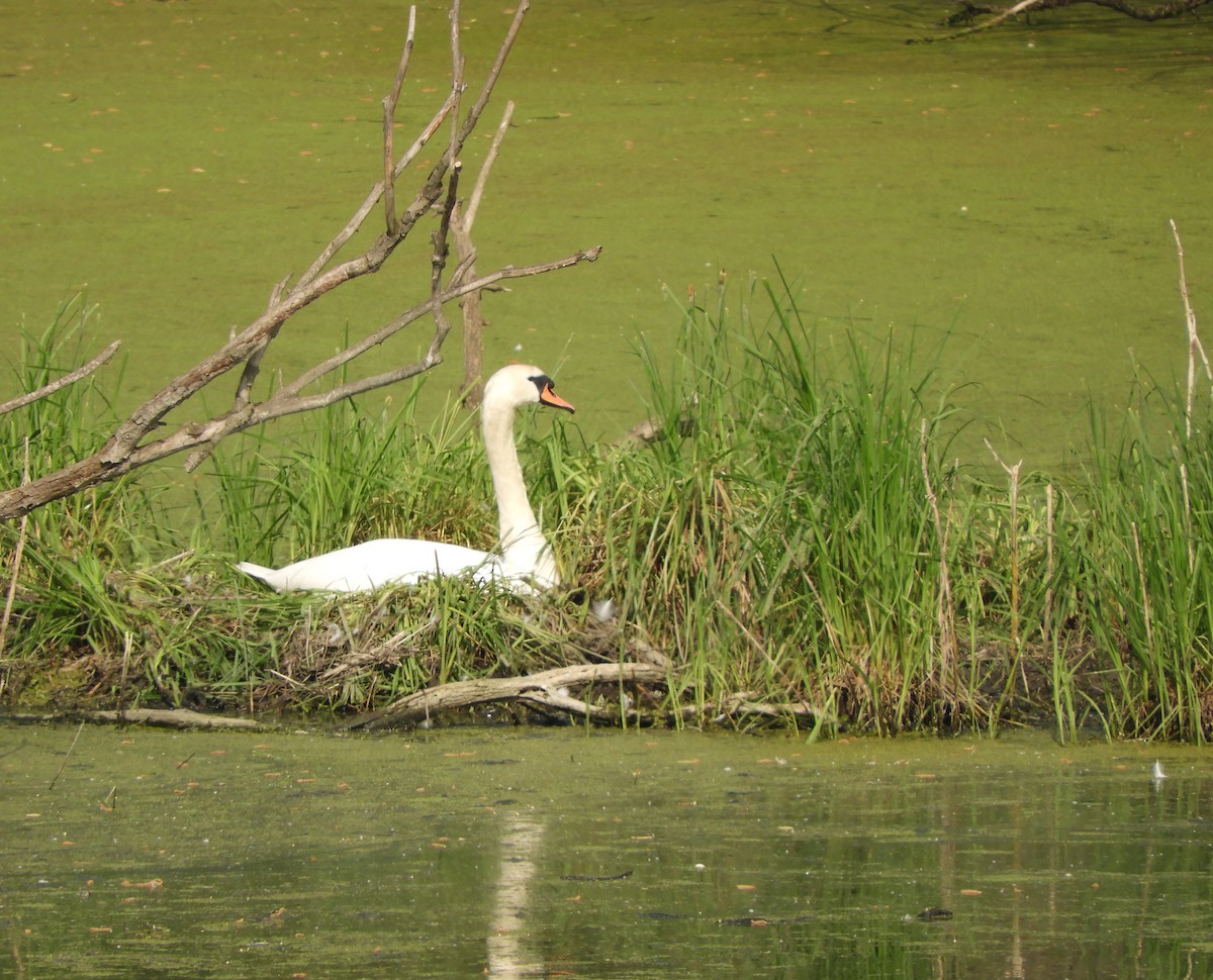 Höckerschwan - ML56458901