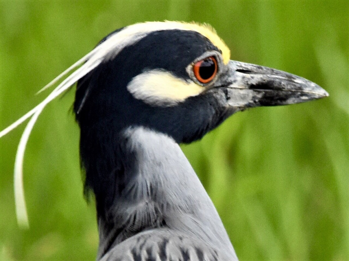 Yellow-crowned Night Heron - ML564589081