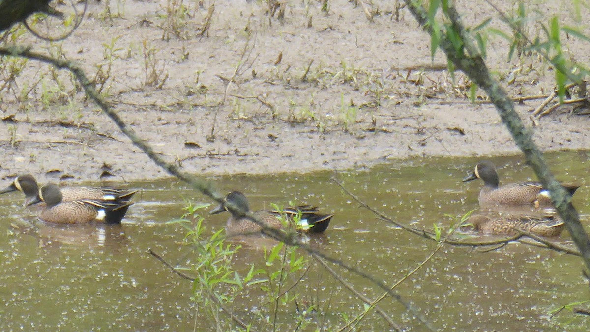 Blue-winged Teal - ML564589771