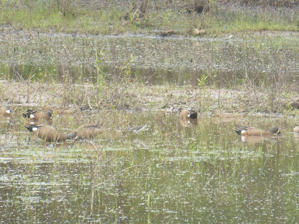 Andarríos Solitario - ML564590551