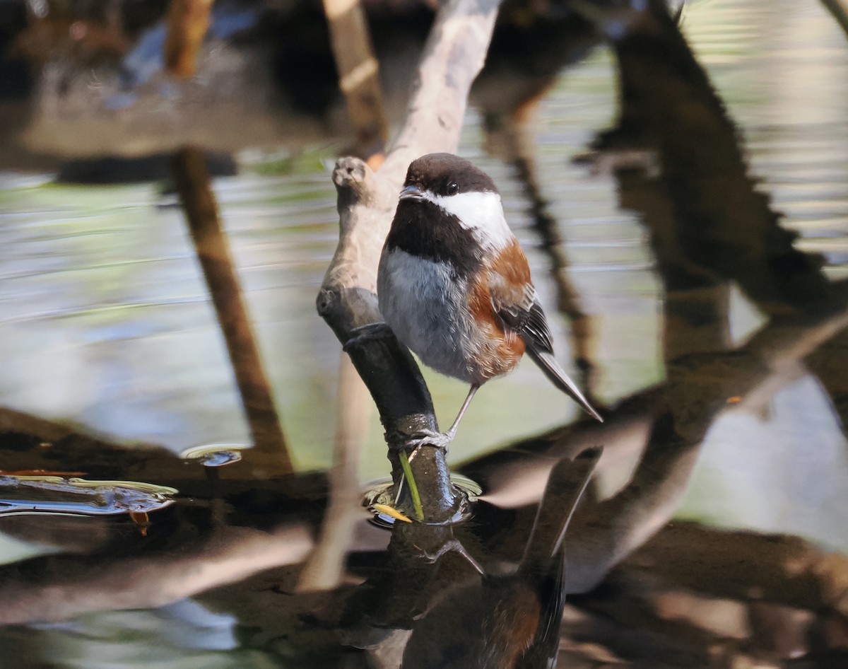 Chestnut-backed Chickadee - ML564590721