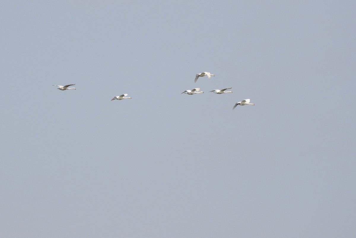 Mute Swan - ML56459081