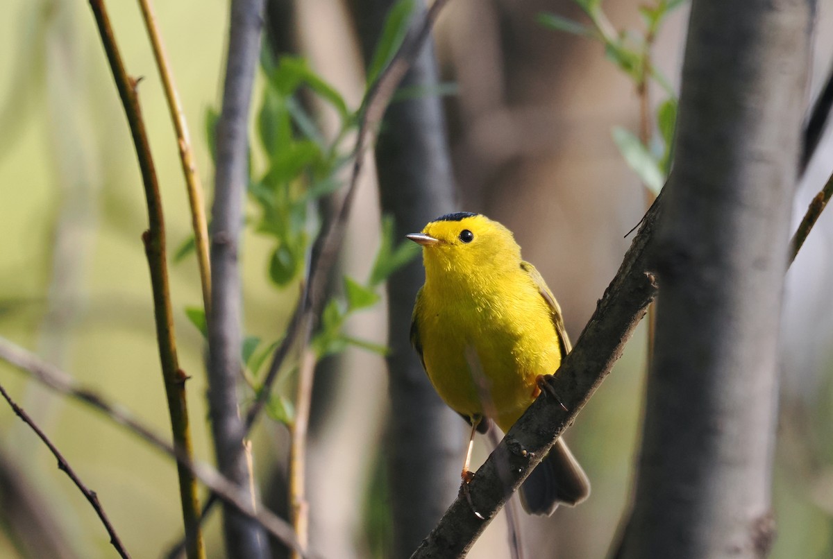 Wilson's Warbler - ML564590951