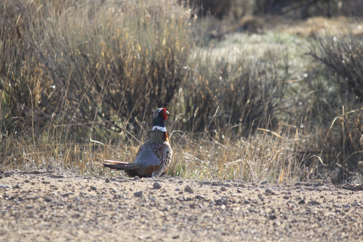 Ring-necked Pheasant - ML564591311