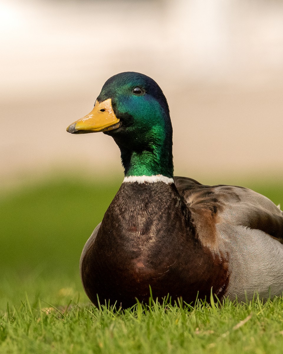 Mallard - ML564591531