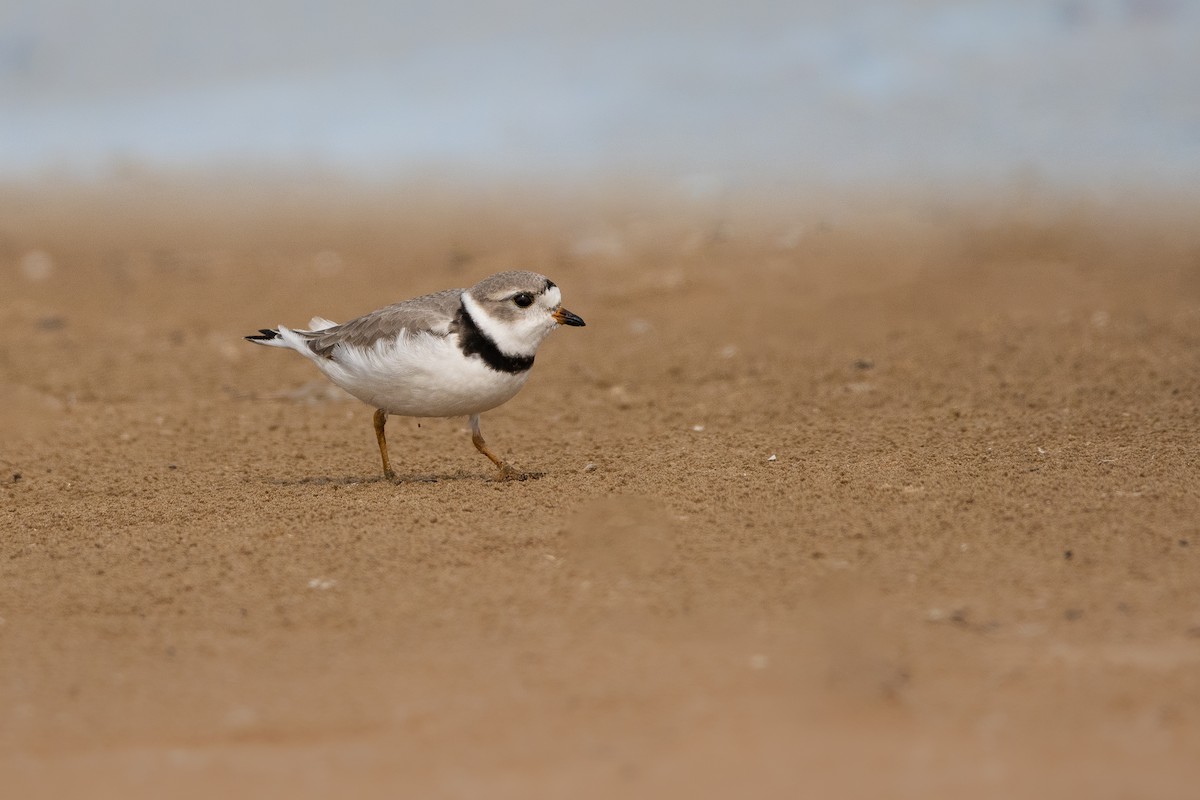 Piping Plover - ML564591641