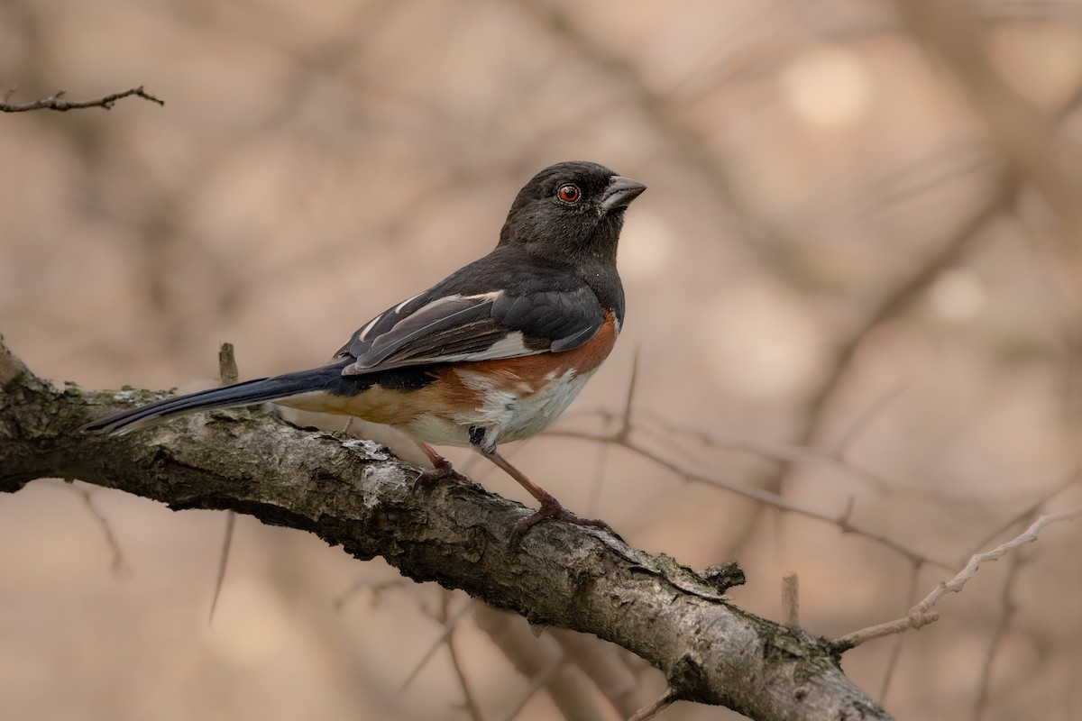 Eastern Towhee - ML564591691