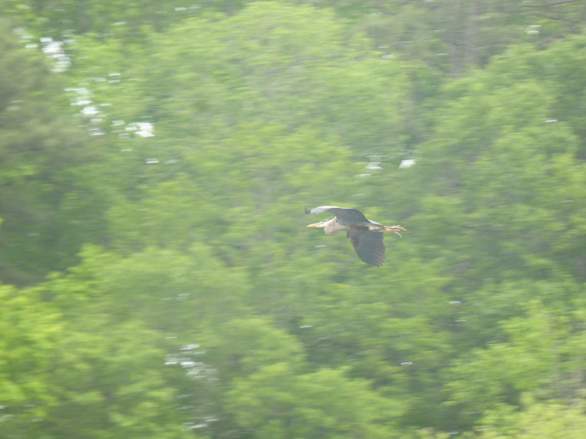 Great Blue Heron (Great Blue) - ML564591861