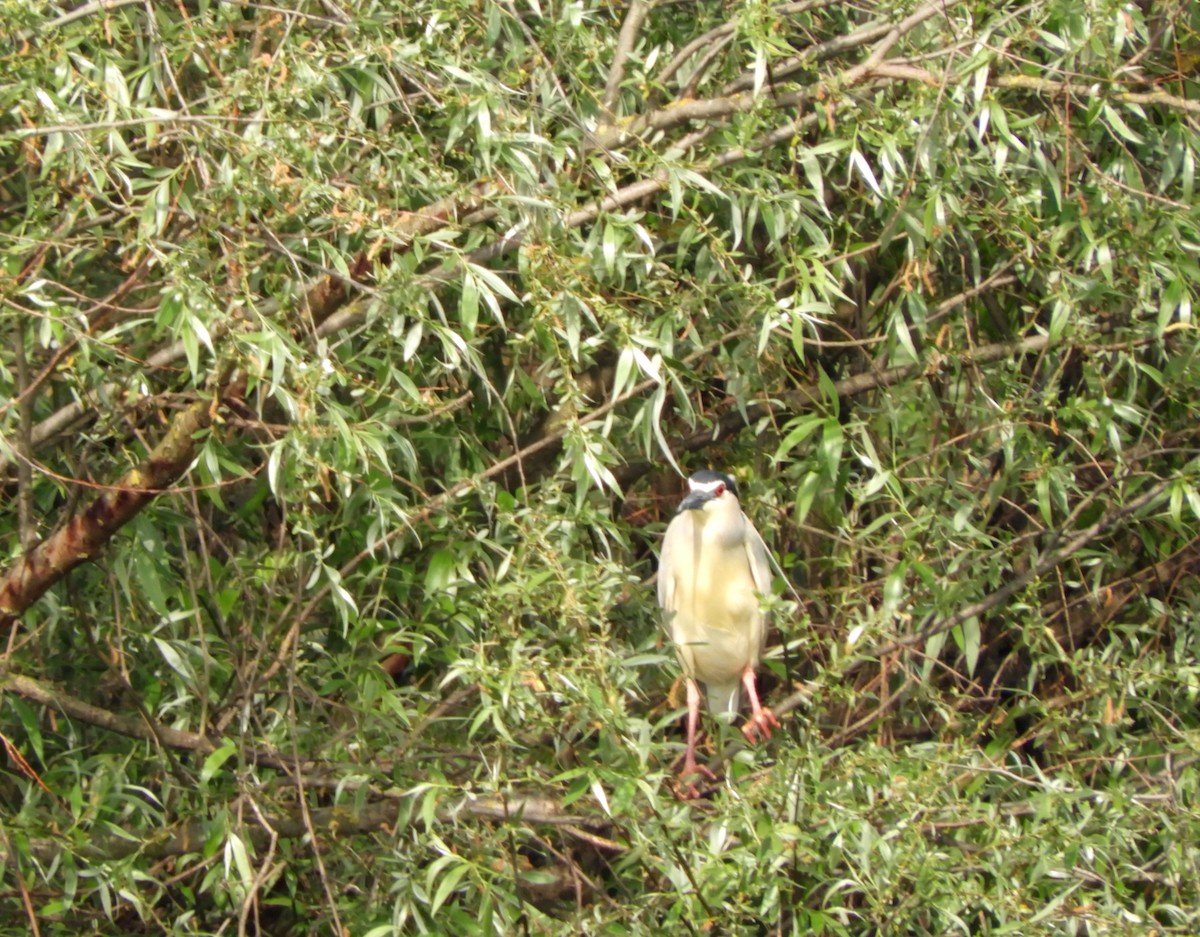 Black-crowned Night Heron - ML56459211