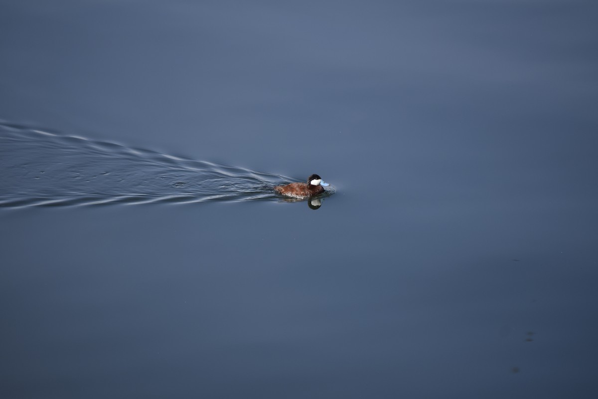 Ruddy Duck - ML564592221