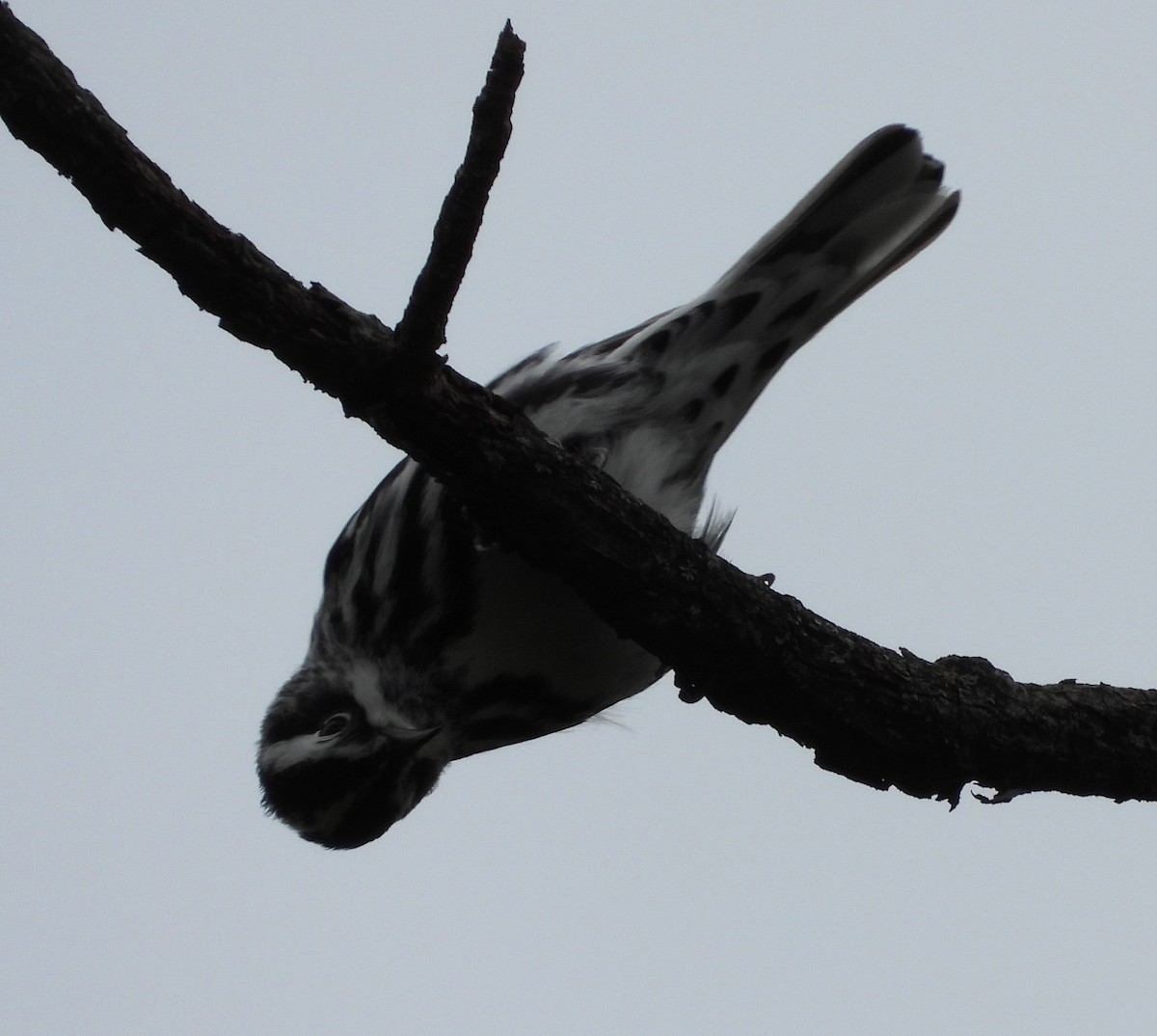 Black-and-white Warbler - ML564592831