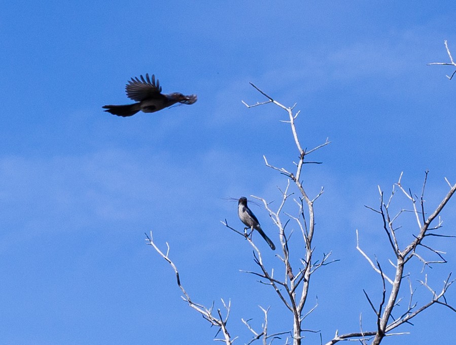 California Scrub-Jay - ML564593231