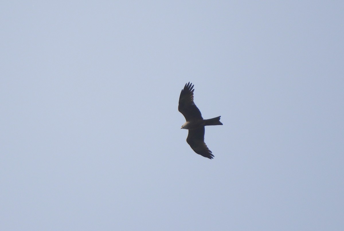 Black Kite - ML56459391