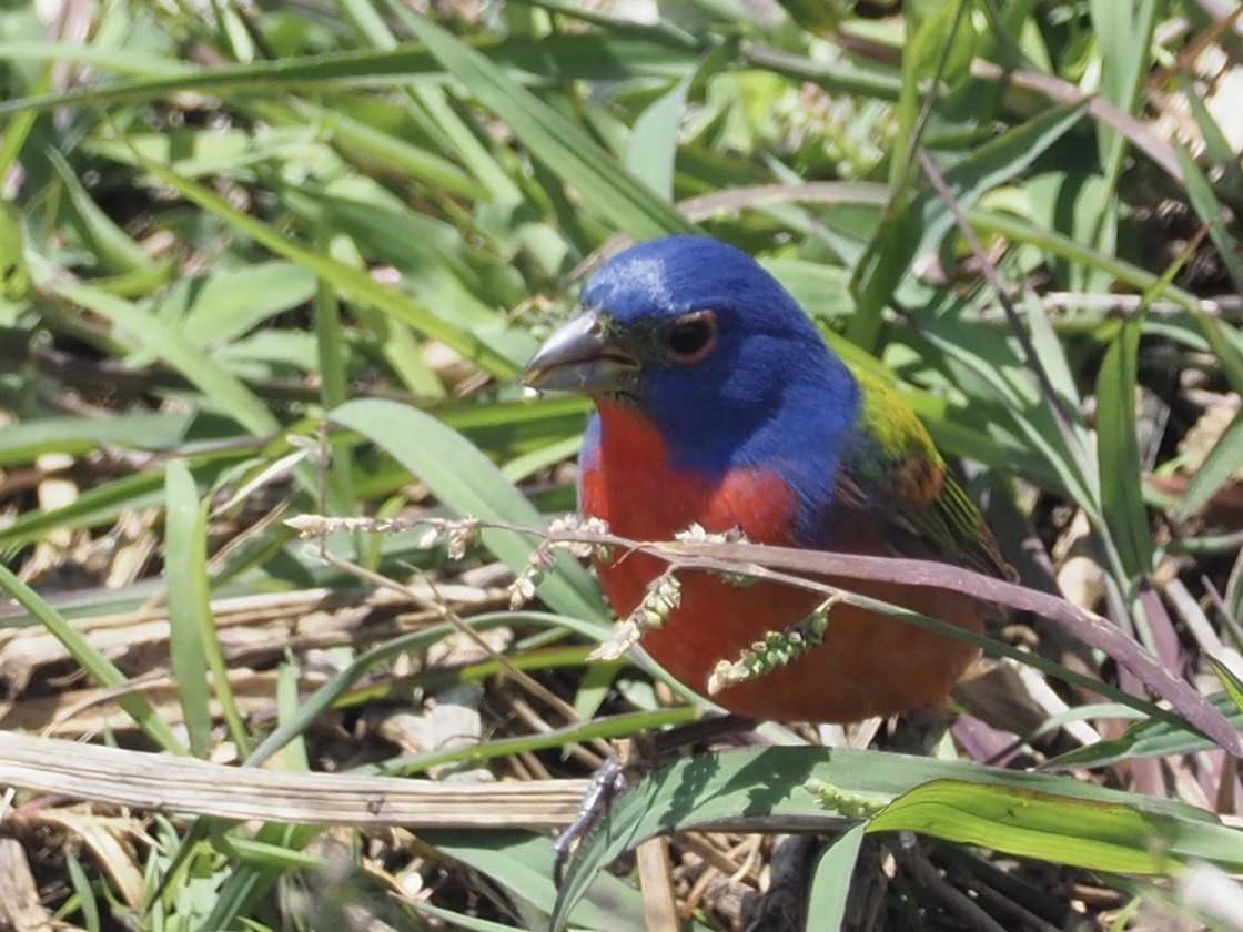 Painted Bunting - Diana Strassmann