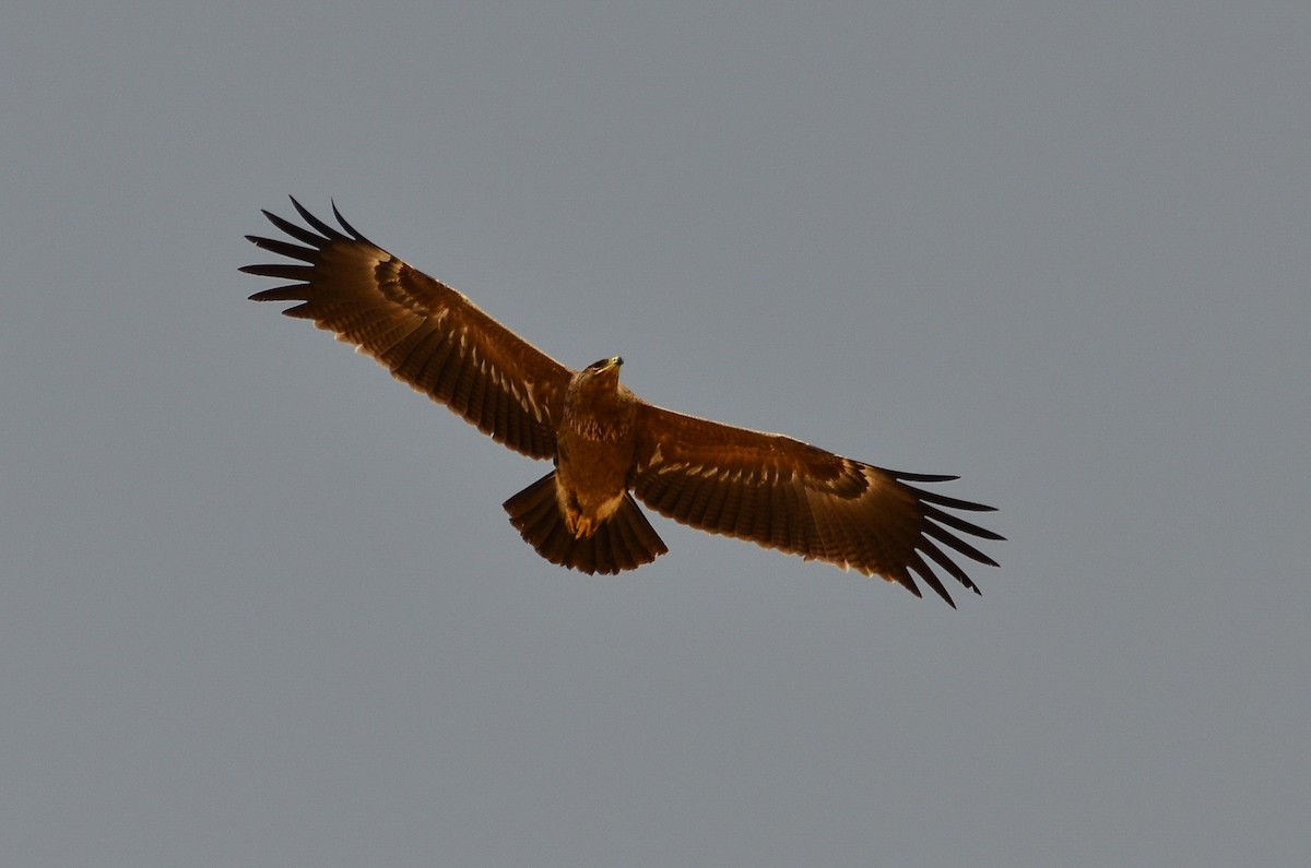 Águila Pomerana - ML564594301