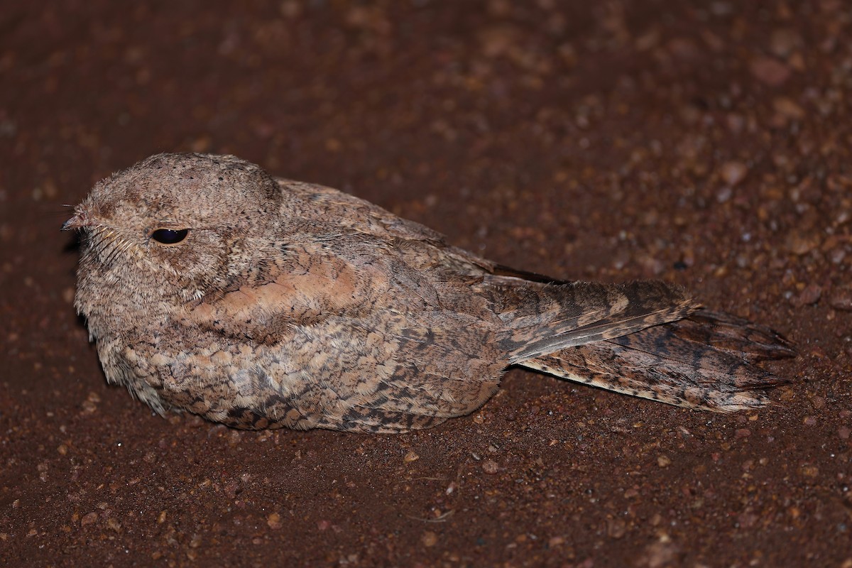 Plain Nightjar - ML564594461