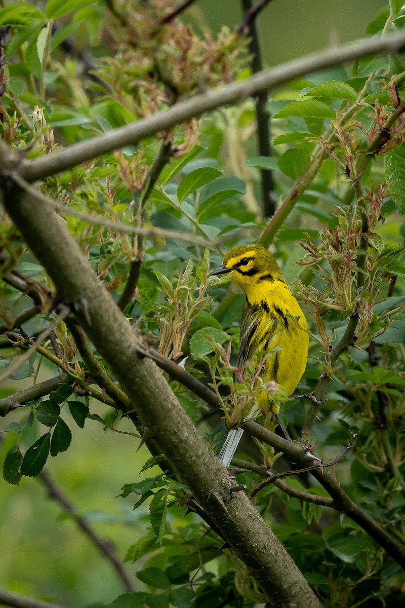 Prairie Warbler - ML564595201