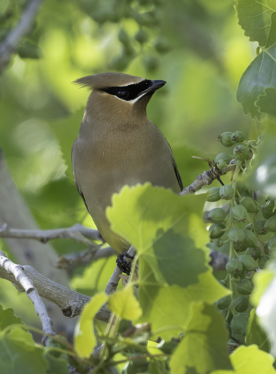 Cedar Waxwing - ML564595301