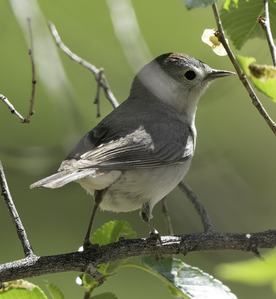 Lucy's Warbler - ML564595611