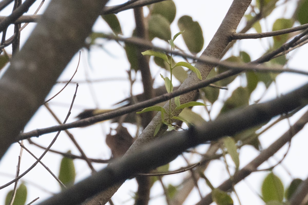 American Redstart - ML564595731