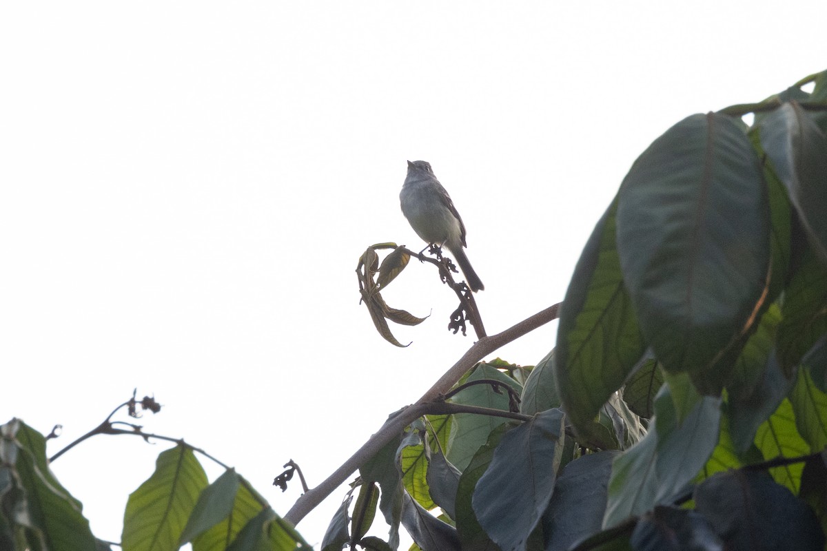 Least Flycatcher - ML564596021