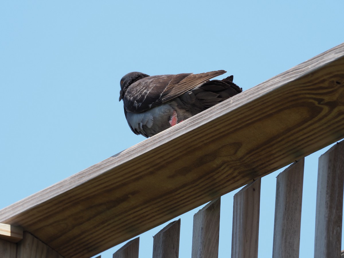 Rock Pigeon (Feral Pigeon) - Diana Strassmann