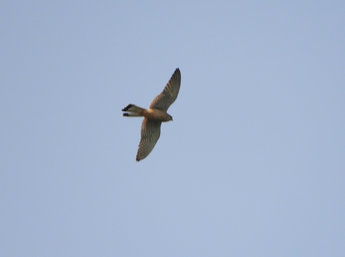 Eurasian Kestrel - ML56459661