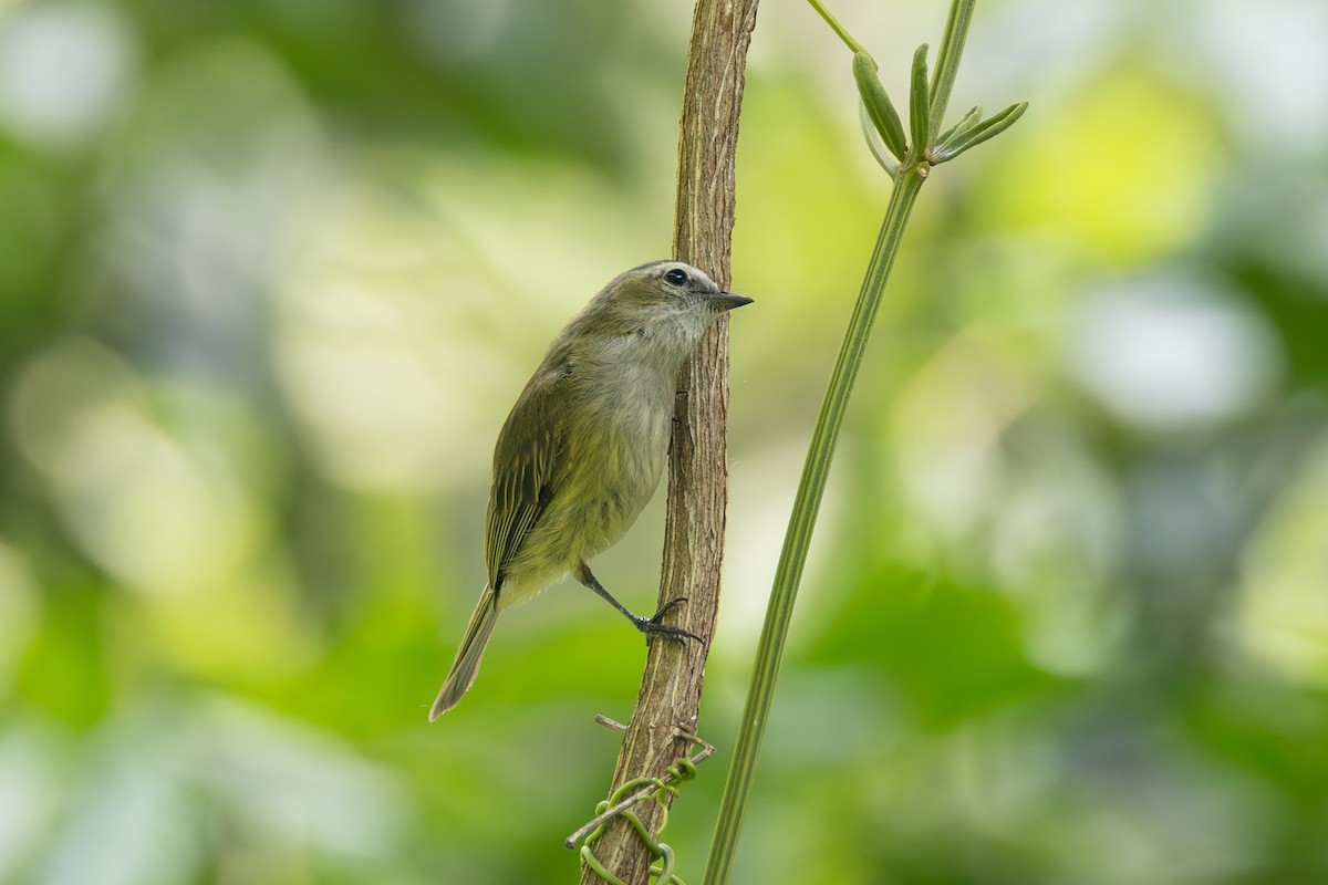 Guatemalan Tyrannulet - Ryan Mandelbaum
