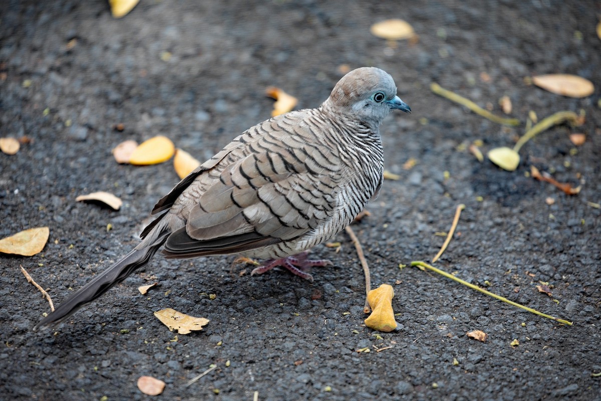 Zebra Dove - ML564598411