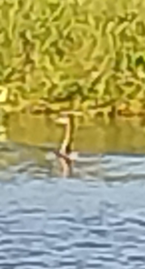 Great Grebe - Bruno Bareiro