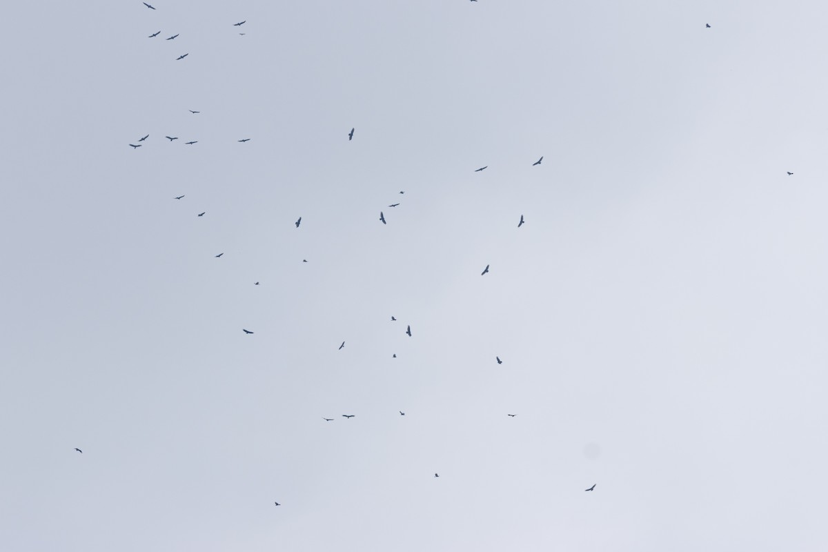 Turkey Vulture - ML564598821