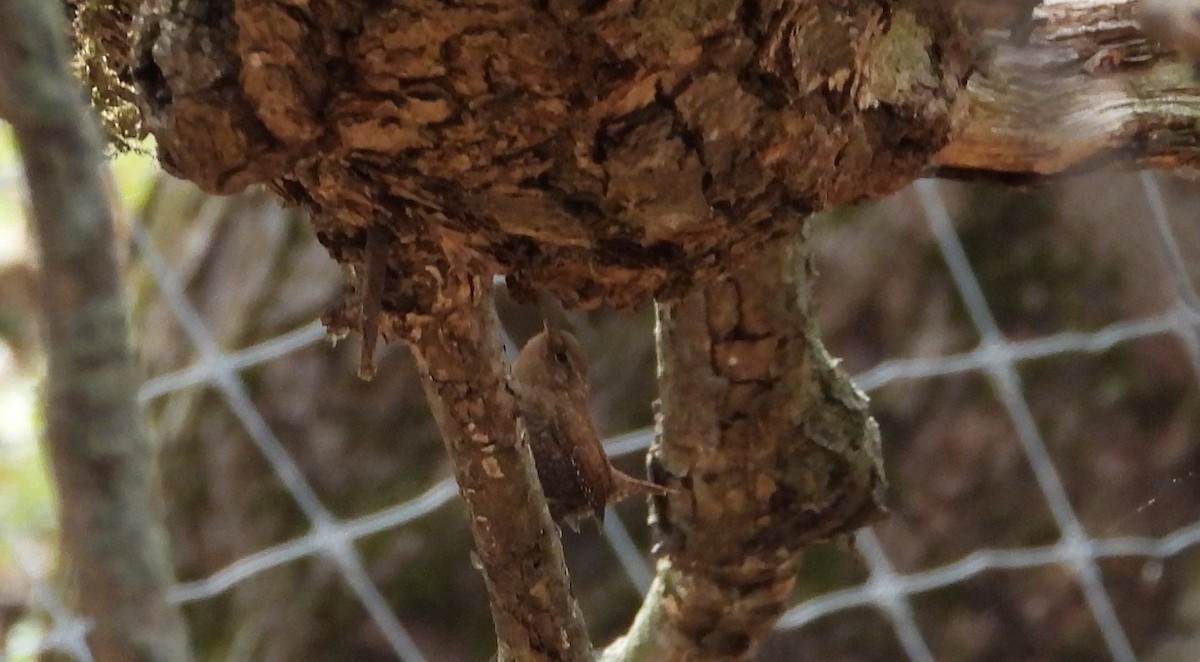 Winter Wren - Jean W. Côté