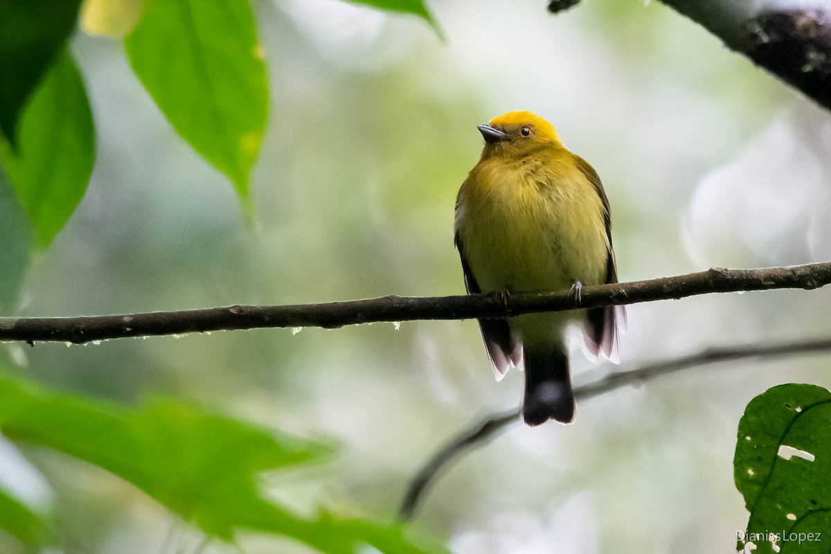 Yellow-headed Manakin - Diana López G