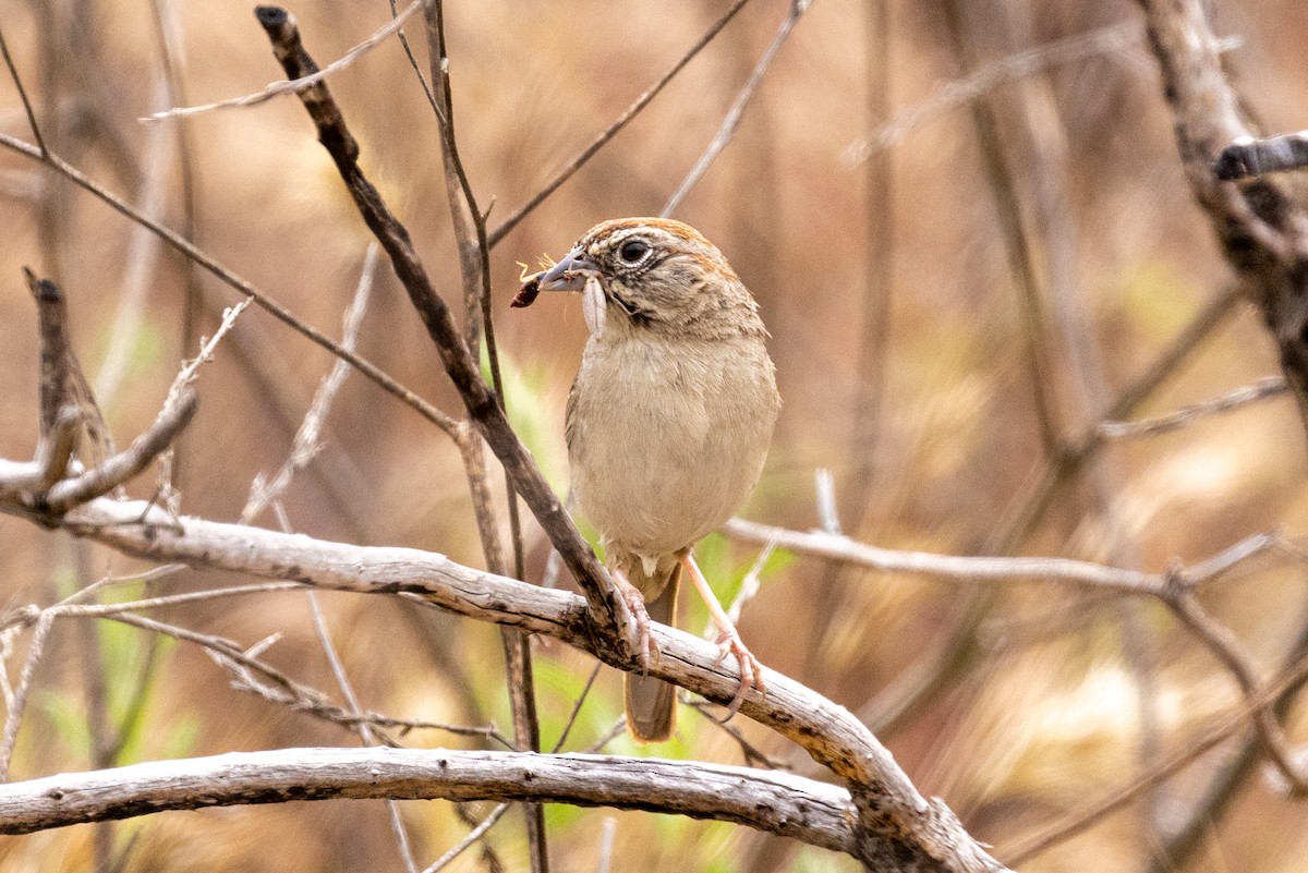 Rufous-crowned Sparrow - Marc Better