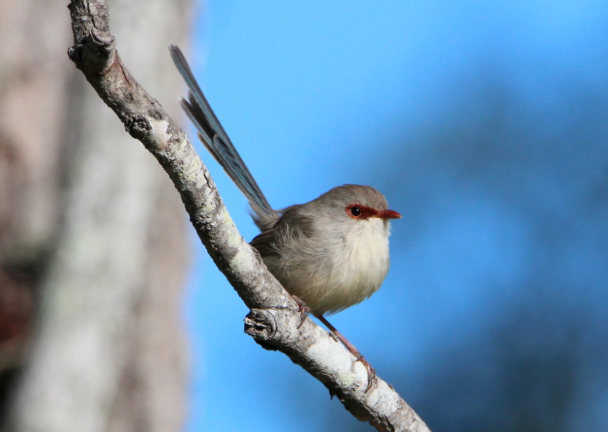 Variegated Fairywren - ML56460111