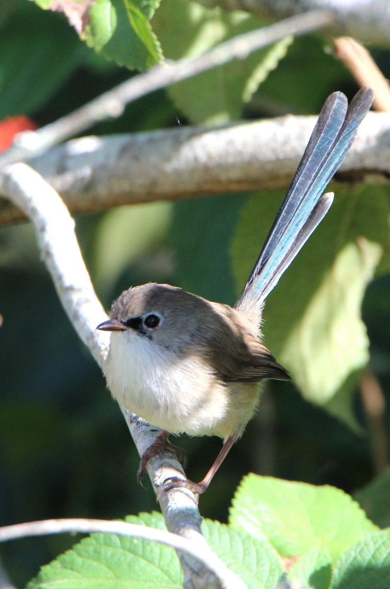 Variegated Fairywren - ML56460171