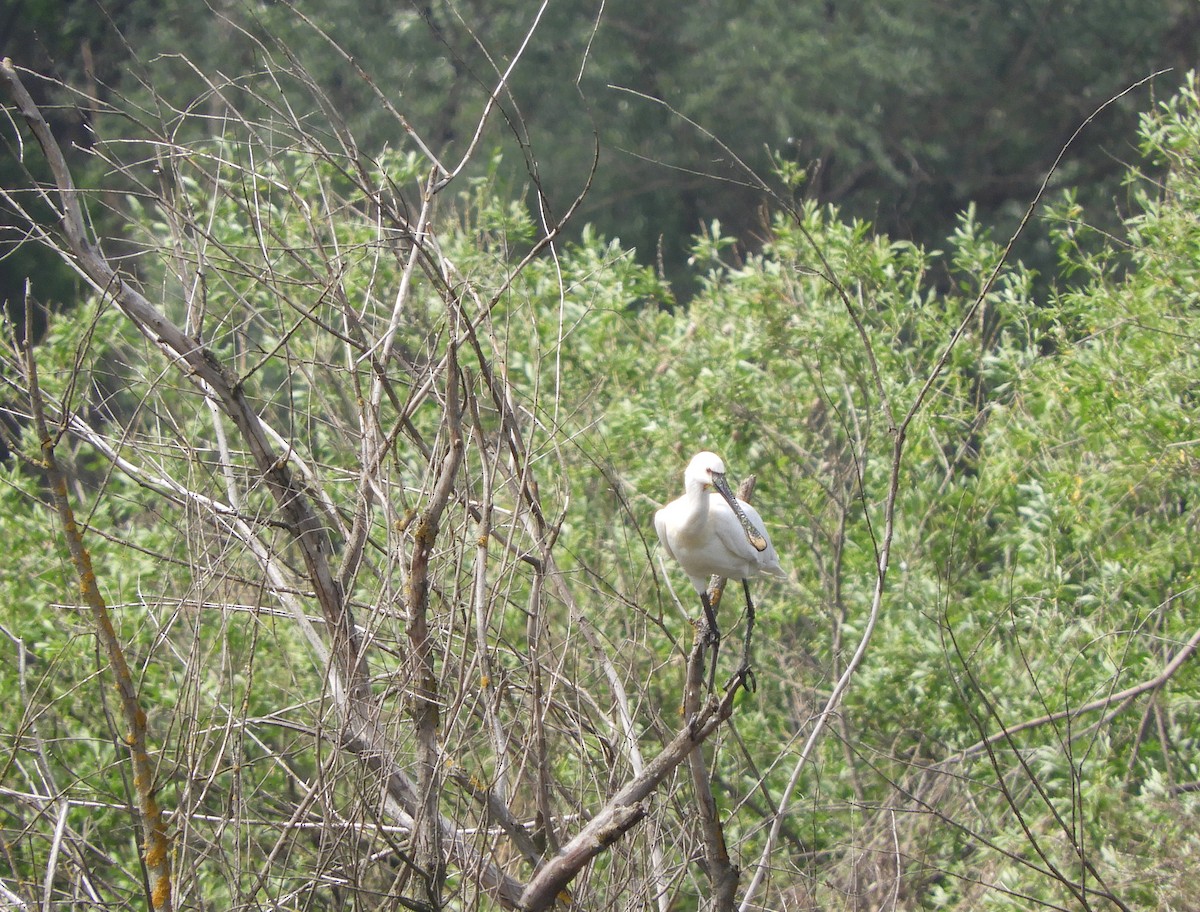 Eurasian Spoonbill - ML56460271