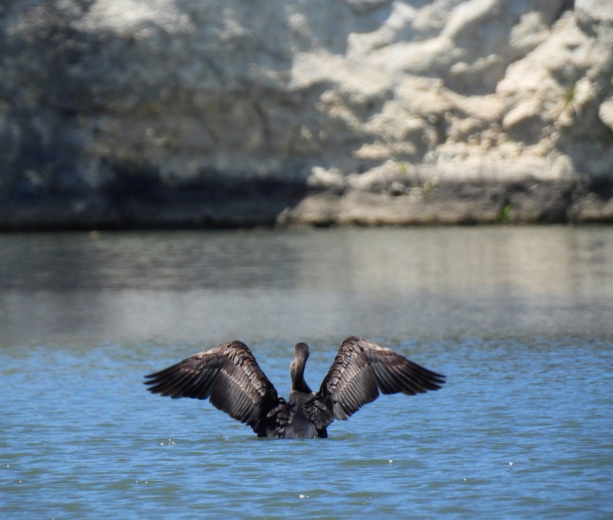 Cormoran à aigrettes - ML564602831