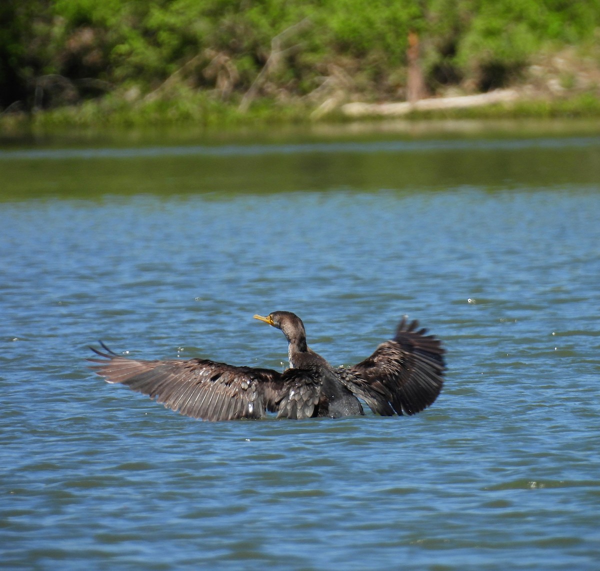 Cormoran à aigrettes - ML564602841