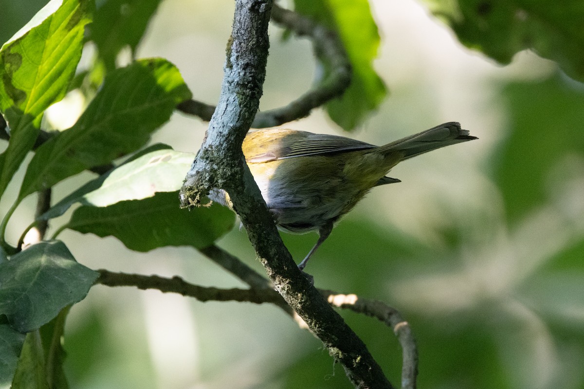 Clorospingo Común (grupo postocularis) - ML564602871