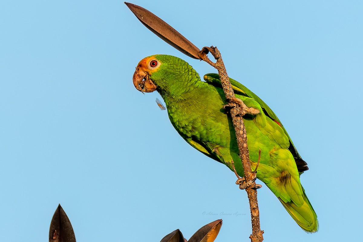 amazon sp. - ML564602881