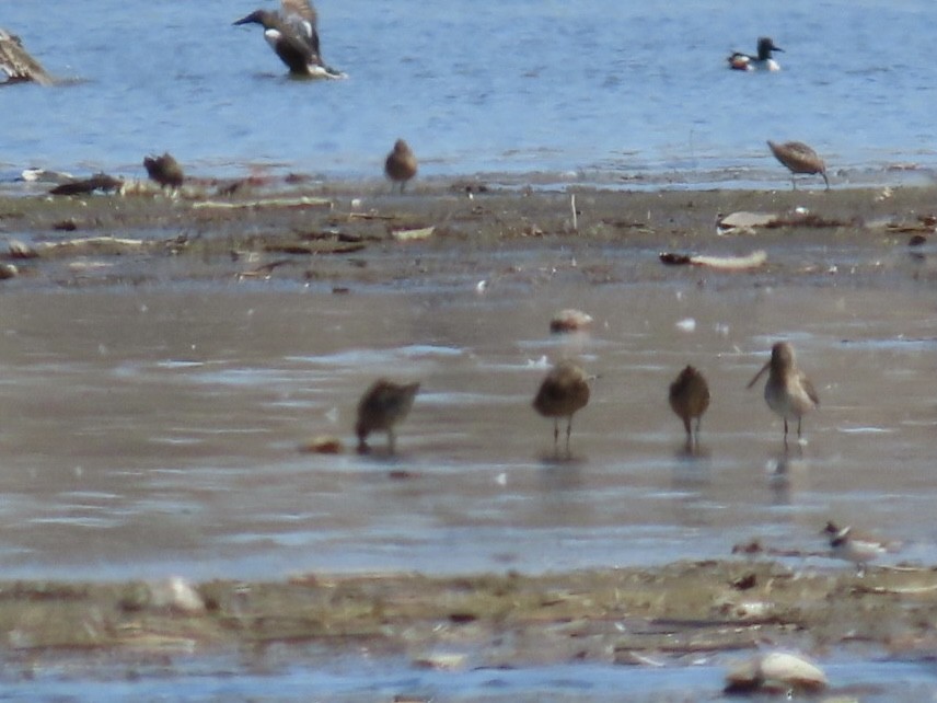 Long-billed Dowitcher - ML564603041
