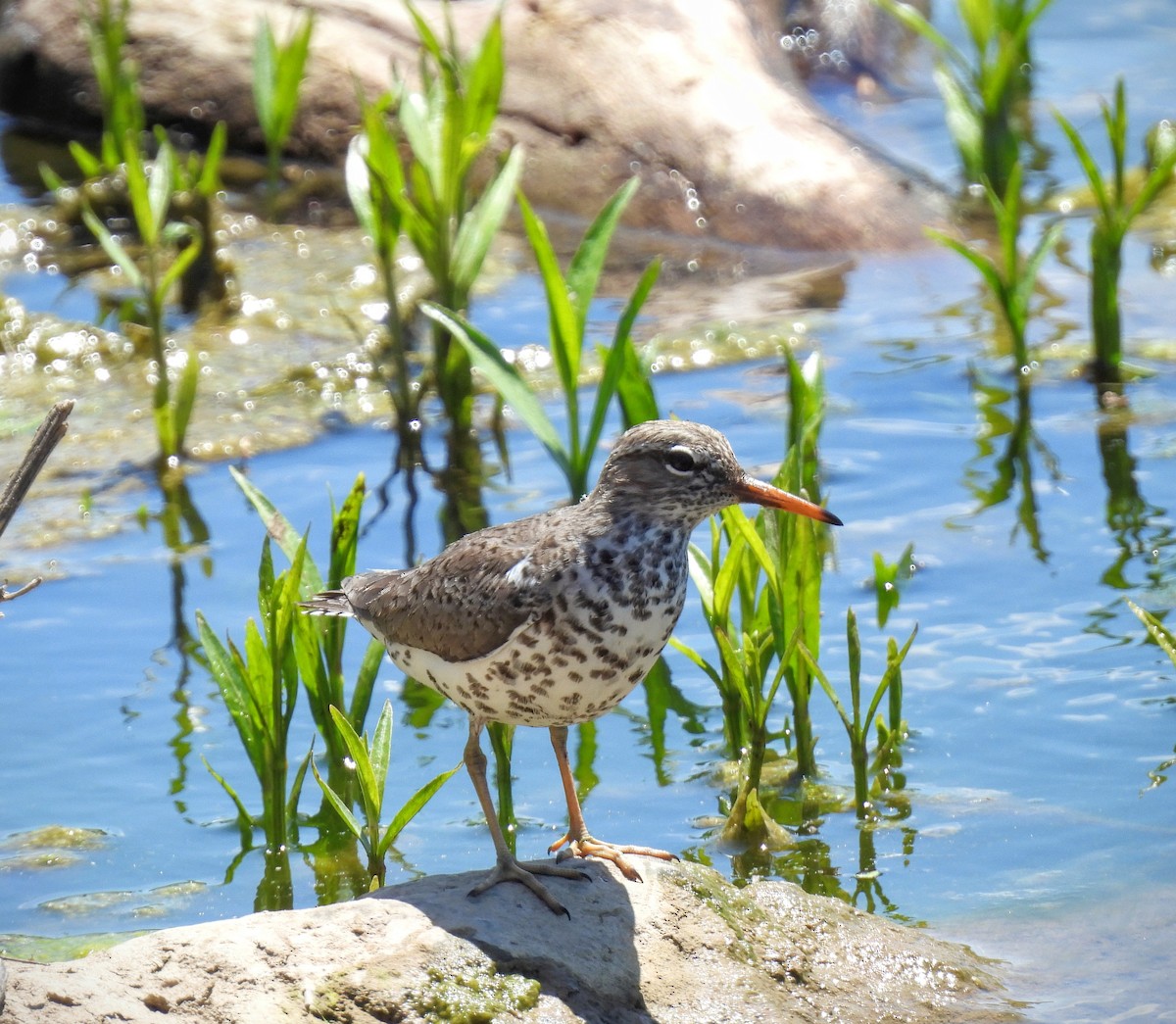 Spotted Sandpiper - Jeff Gardner