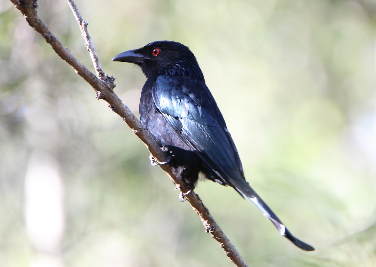 Spangled Drongo - ML56460361