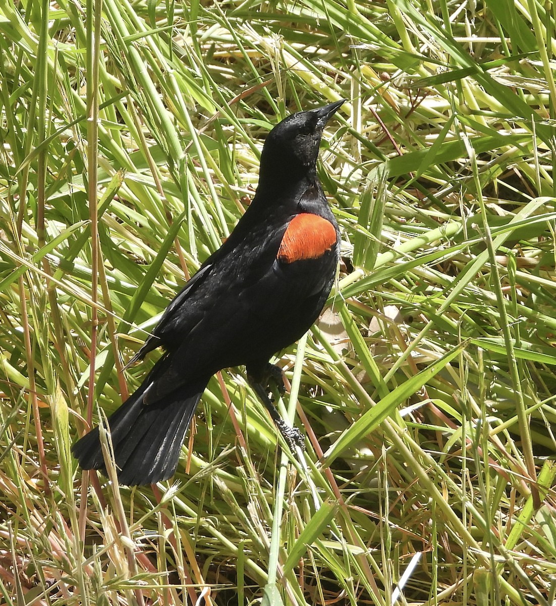 Red-winged Blackbird - ML564603661