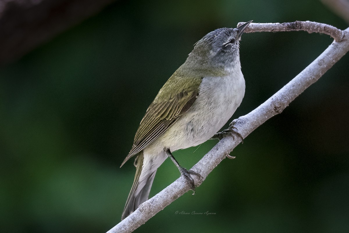 Tennessee Warbler - ML564603681