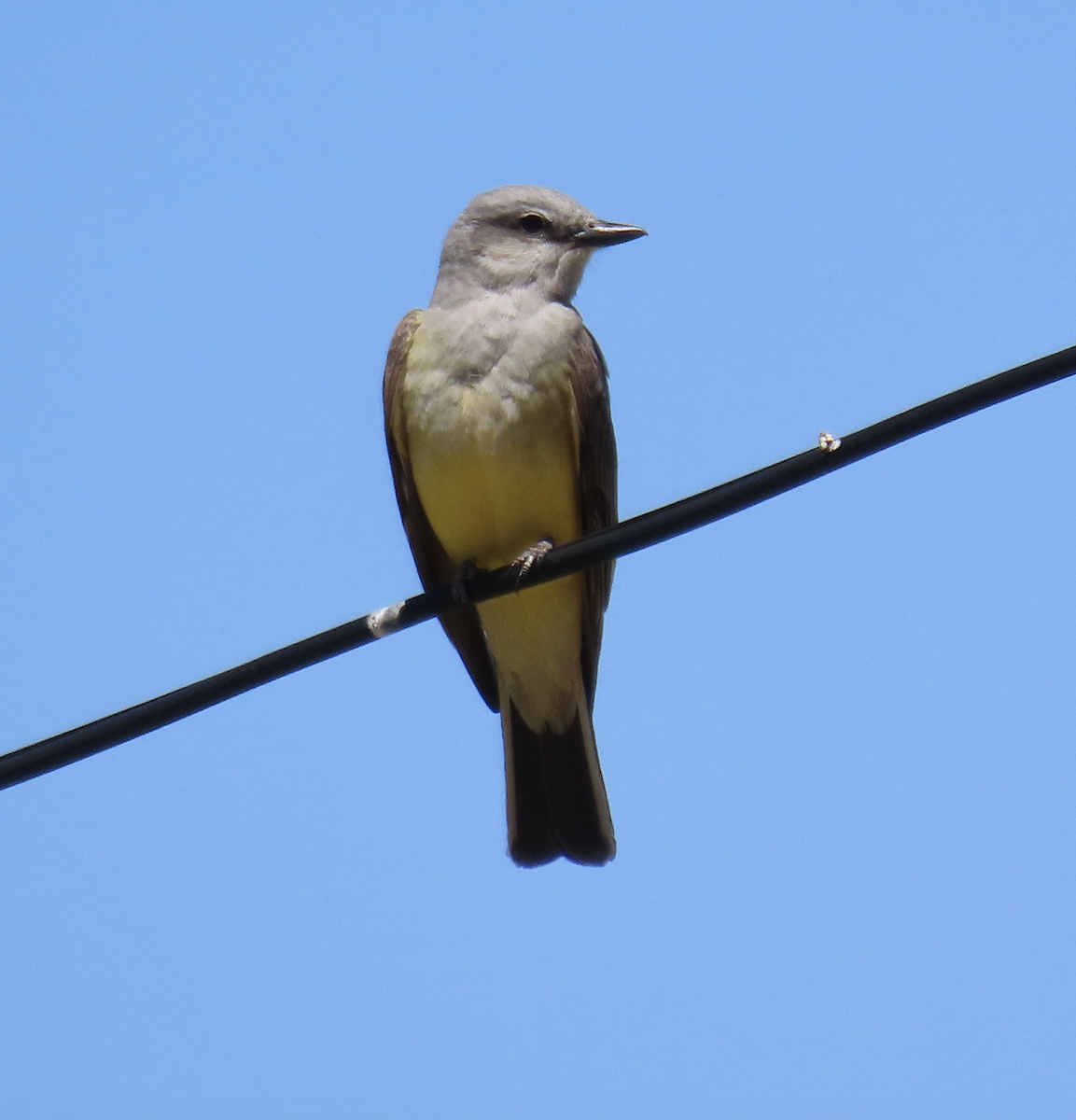 Western Kingbird - ML564603831