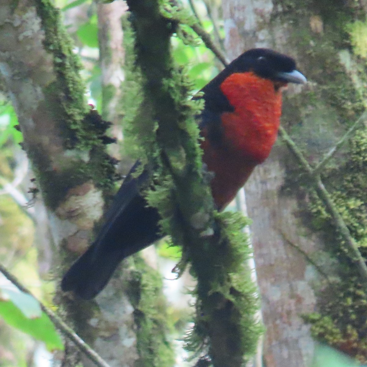 Red-ruffed Fruitcrow - Mackenzie Goldthwait