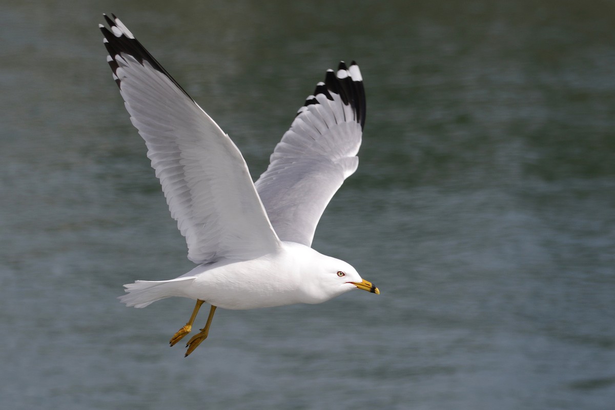 Ring-billed Gull - ML56460531