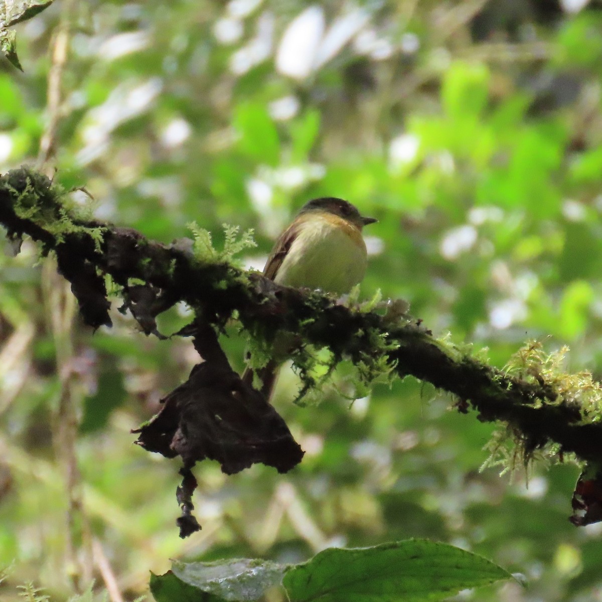 Rufous-breasted Flycatcher - ML564605411